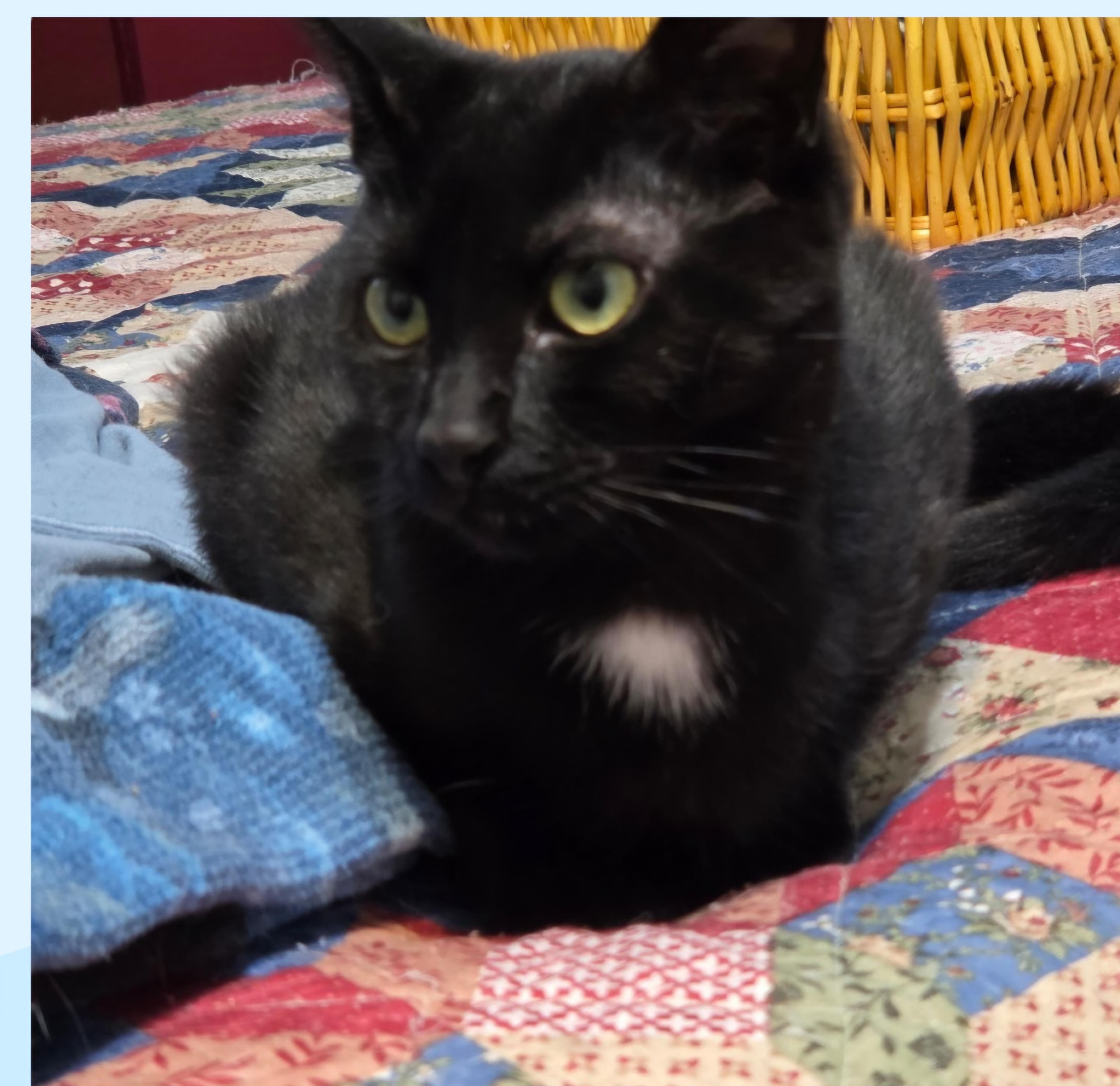 Enlarge Missy Tues, a Adoptable mixed breed in Buhl, ID image 5/6