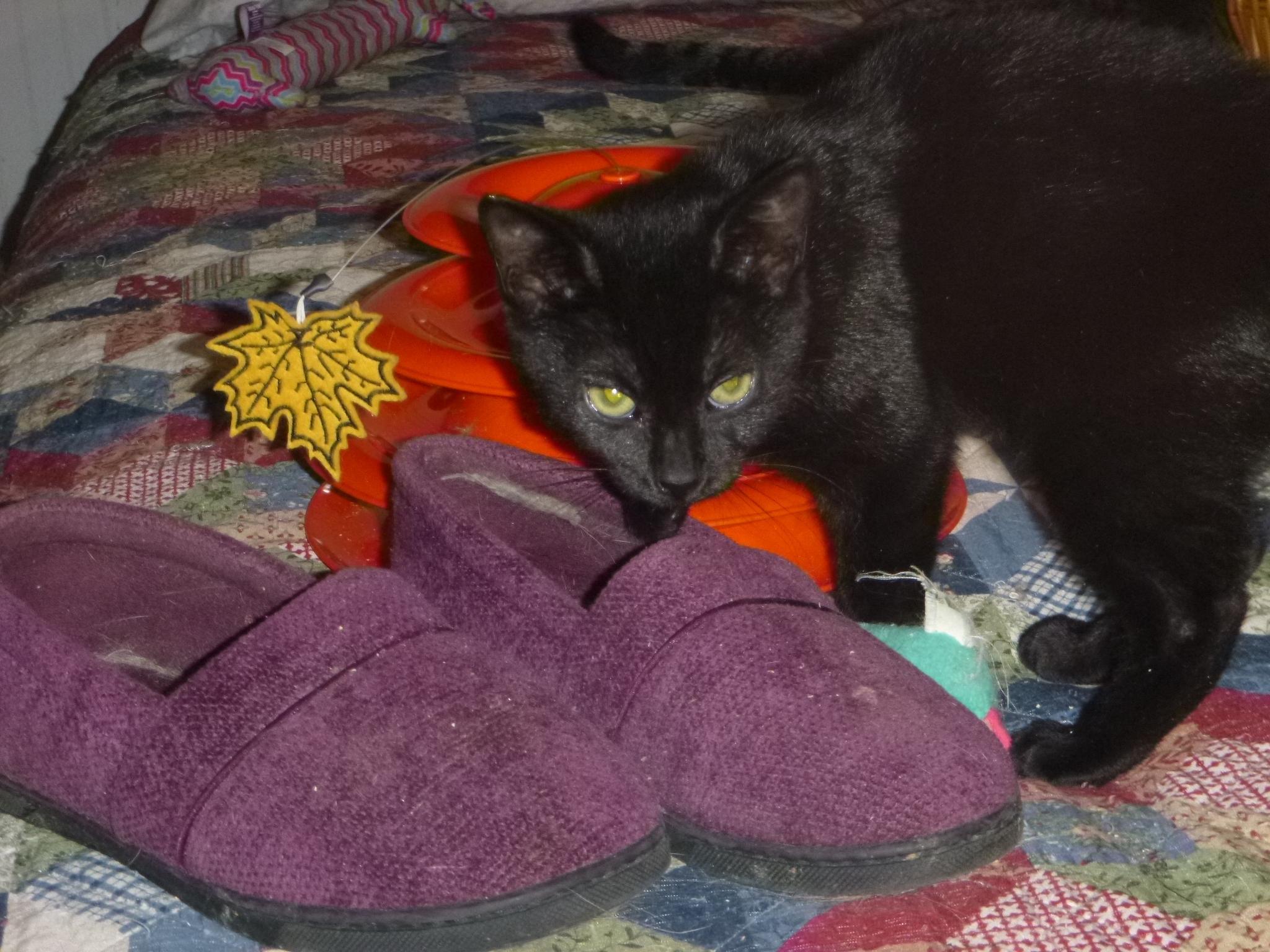 Enlarge Missy Tues, a Adoptable mixed breed in Buhl, ID image 6/6