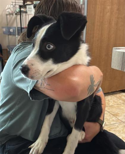 Enlarge Briggs, a Adopted Mixed Breed in Georgetown, TX image 2/2