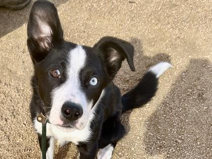 Briggs, Adopted, Adult Male Mixed Breed.