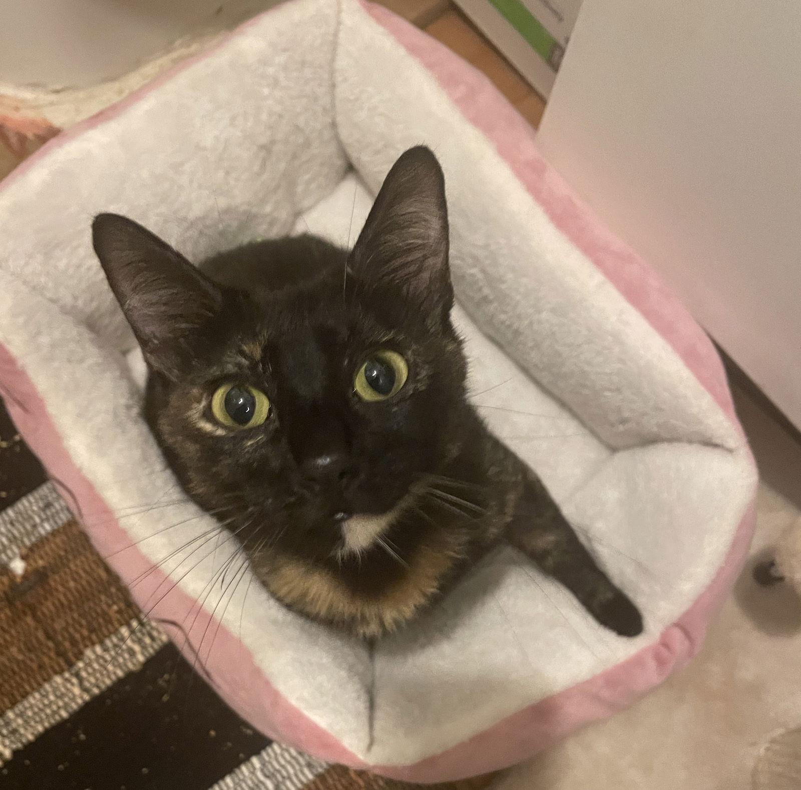 Enlarge Luna #full-of-surprises, a Adoptable mixed breed in Houston, TX image 2/3