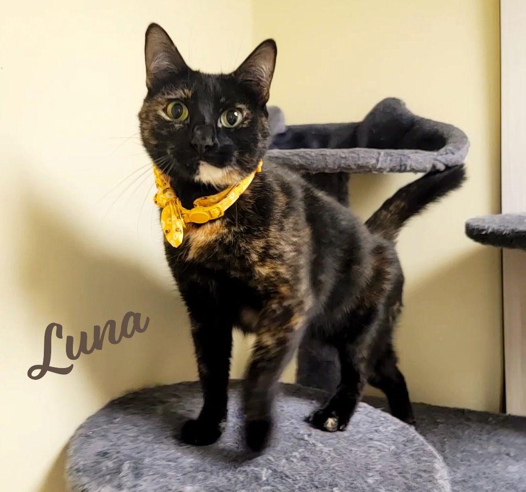 Luna #full-of-surprises, Adoptable, Young Female Tortoiseshell & Domestic Short Hair.