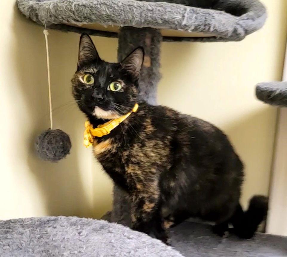Enlarge Luna #full-of-surprises, a Adoptable mixed breed in Houston, TX image 3/3