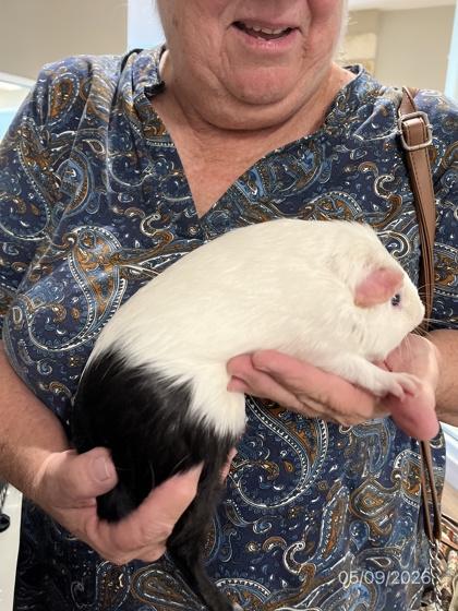 Merlin, Adoptable, Young Male Guinea Pig.