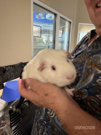 Enlarge Merlin, a Adoptable Guinea Pig in North Richland Hills, TX image 2/2