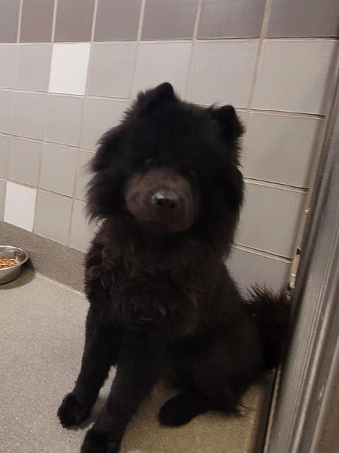 Enlarge Bear Black, a Adoptable Chow Chow in Marina del Rey, CA image 1/1