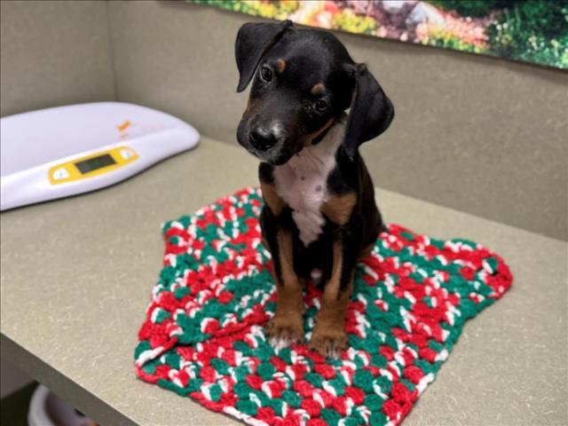 SAVE ME PLEASE! TICKLES -ID#545398