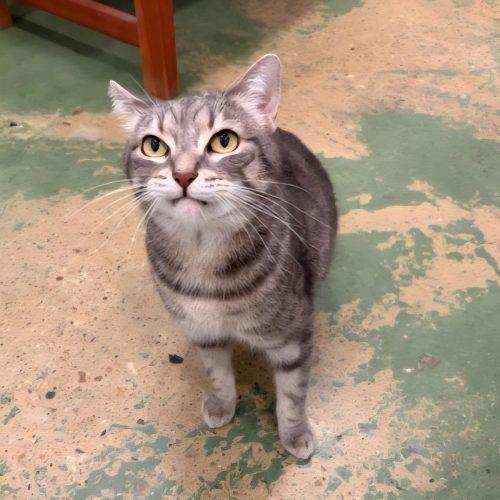 Marigold, Adoptable, Adult Female Manx & Tabby.