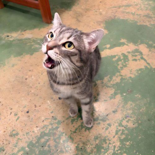 Enlarge Marigold, a Adoptable mixed breed in Knoxville, TN image 2/6