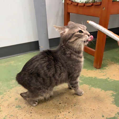 Enlarge Marigold, a Adoptable mixed breed in Knoxville, TN image 3/6