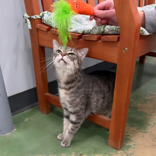 Enlarge Marigold, a Adoptable mixed breed in Knoxville, TN image 4/6