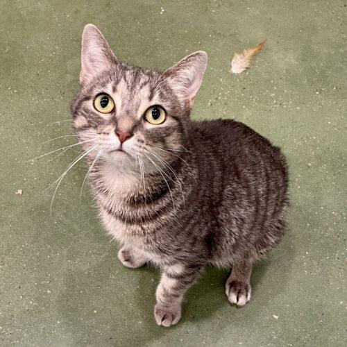 Marigold, a Adoptable mixed breed in Knoxville, TN image 5/6