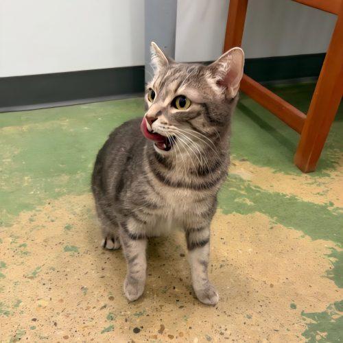 Enlarge Marigold, a Adoptable mixed breed in Knoxville, TN image 5/6