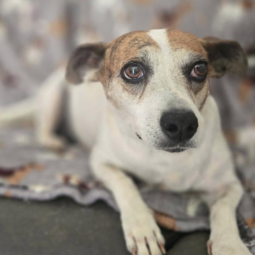 Eloise, a Adoptable mixed breed in Portland, ME image 3/6
