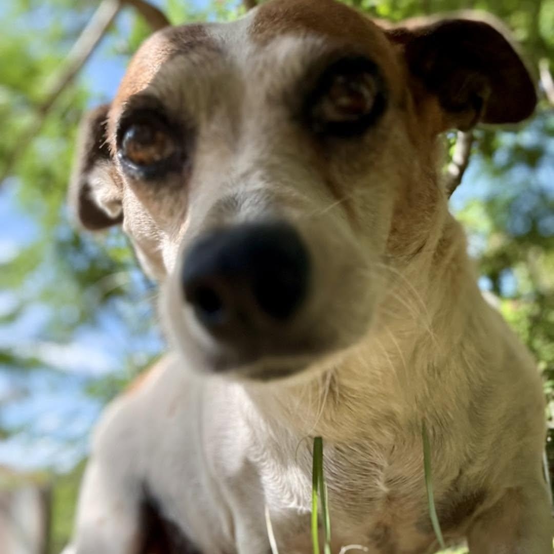 Eloise, a Adoptable mixed breed in Portland, ME image 5/6