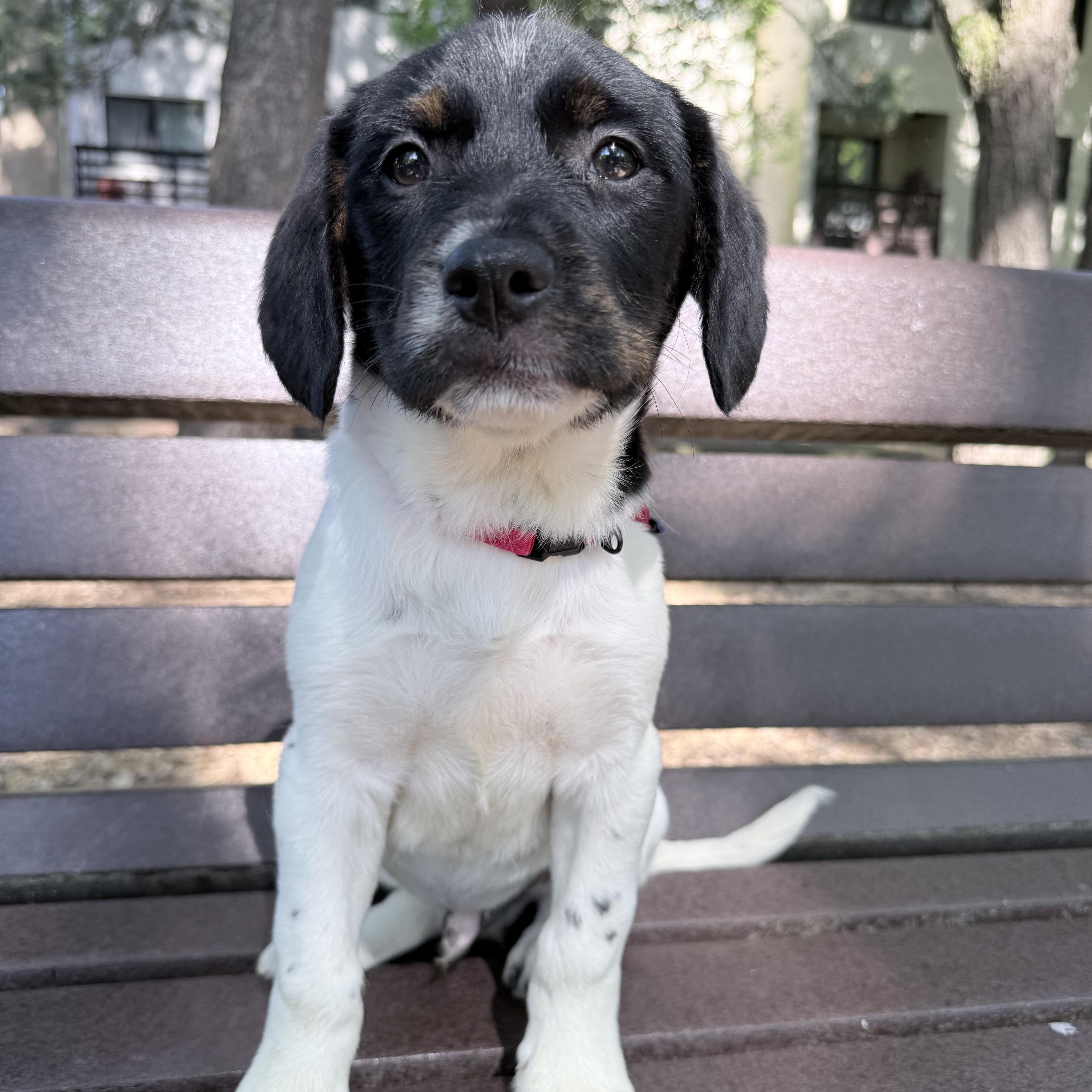 Buttons, ADOPTABLE, Puppy Male Terrier.