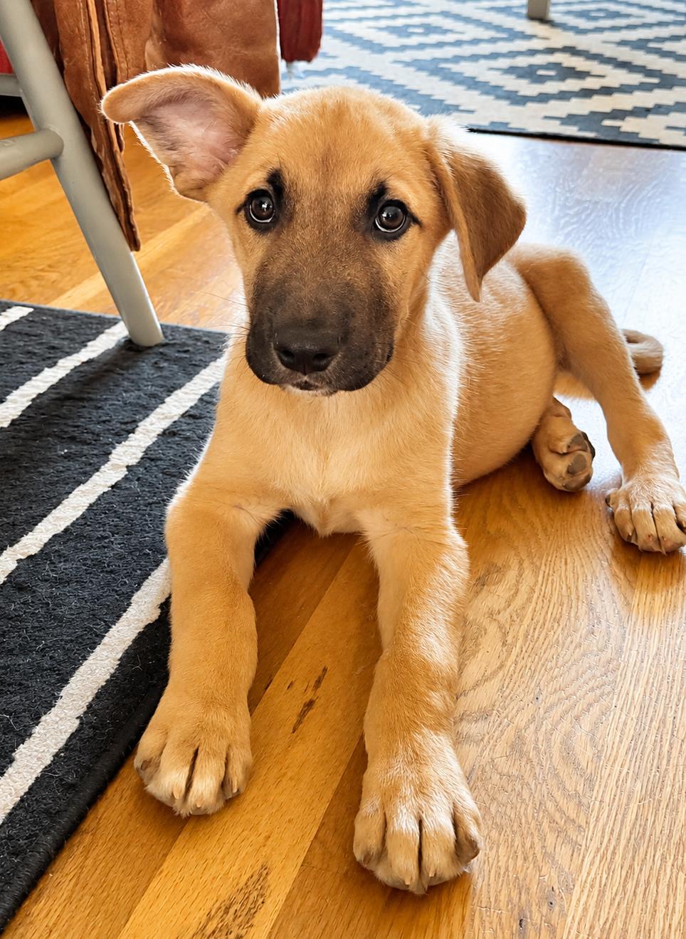 Rhino (Safari litter), adopted, Puppy Male German Shepherd Dog & Great Pyrenees.