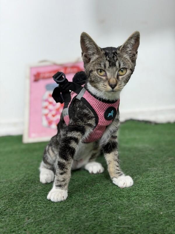 Pinot noir-One of our Amazing Rescue Cats, Adoptable, Kitten Female Tabby & Bengal.