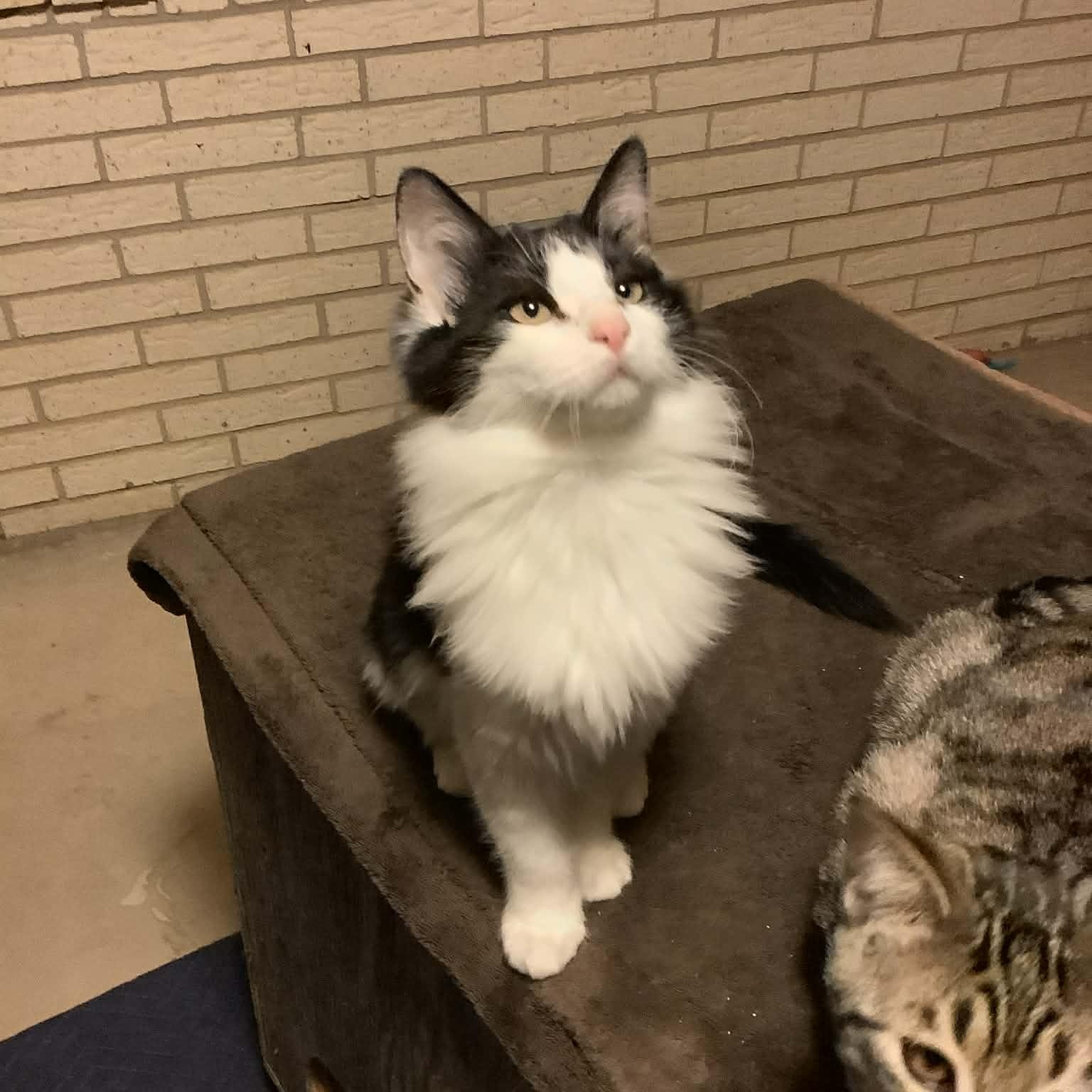 Enlarge LILY , a Adoptable mixed breed in Fletcher, OK image 3/6