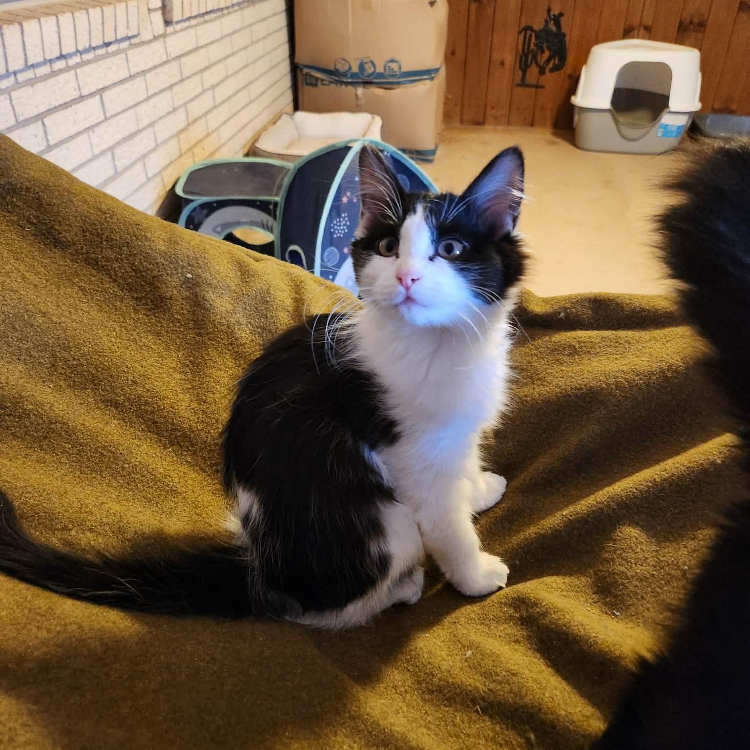 Enlarge LILY , a Adoptable mixed breed in Fletcher, OK image 5/6