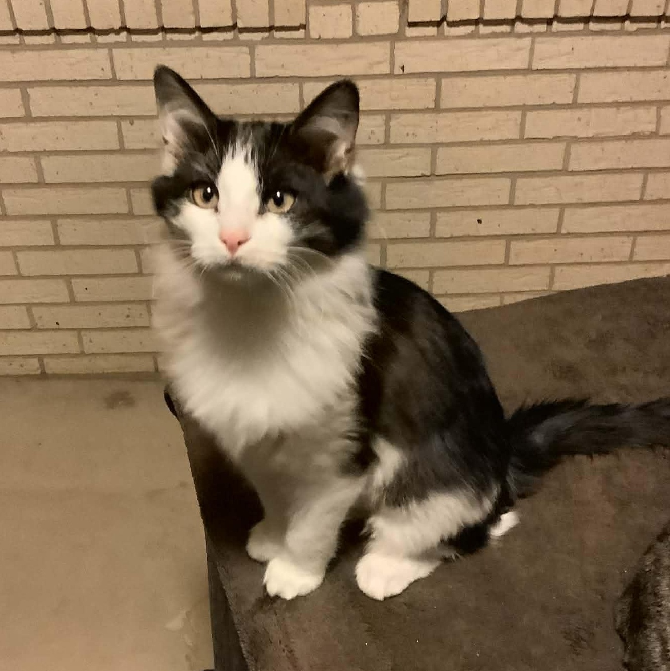 Enlarge LILY , a Adoptable mixed breed in Fletcher, OK image 4/6