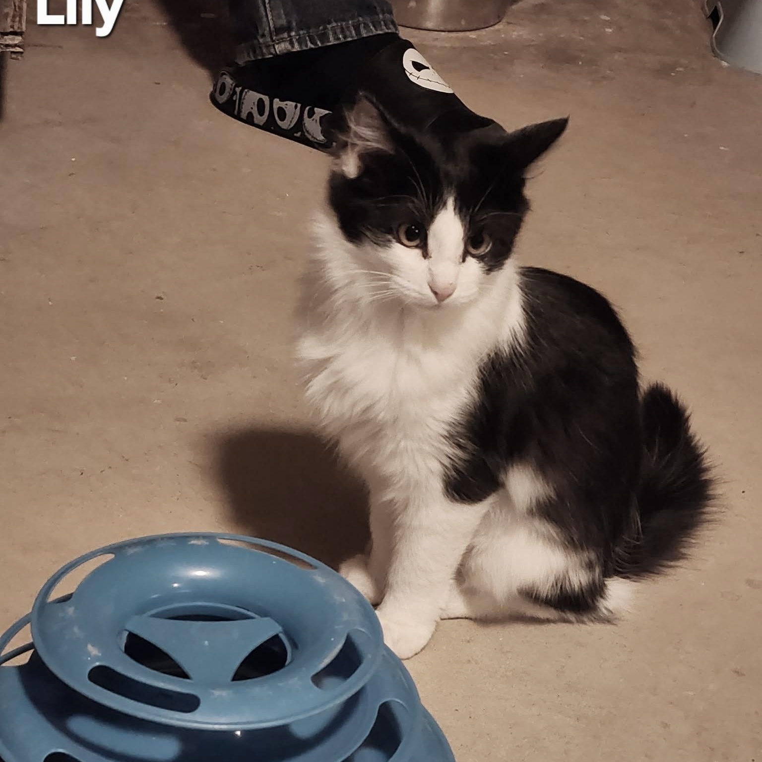 Enlarge LILY , a Adoptable mixed breed in Fletcher, OK image 6/6