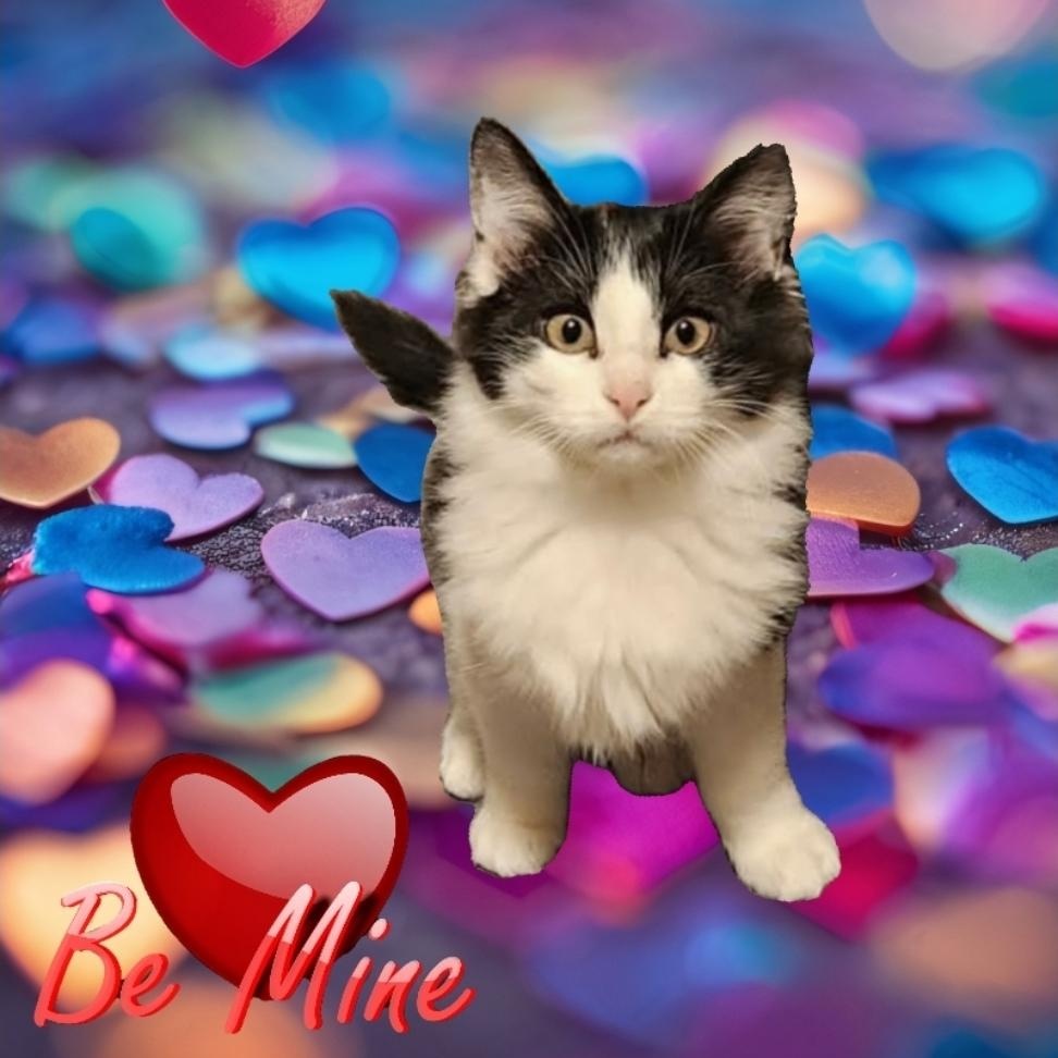 Enlarge LILY , a Adoptable mixed breed in Fletcher, OK image 1/6