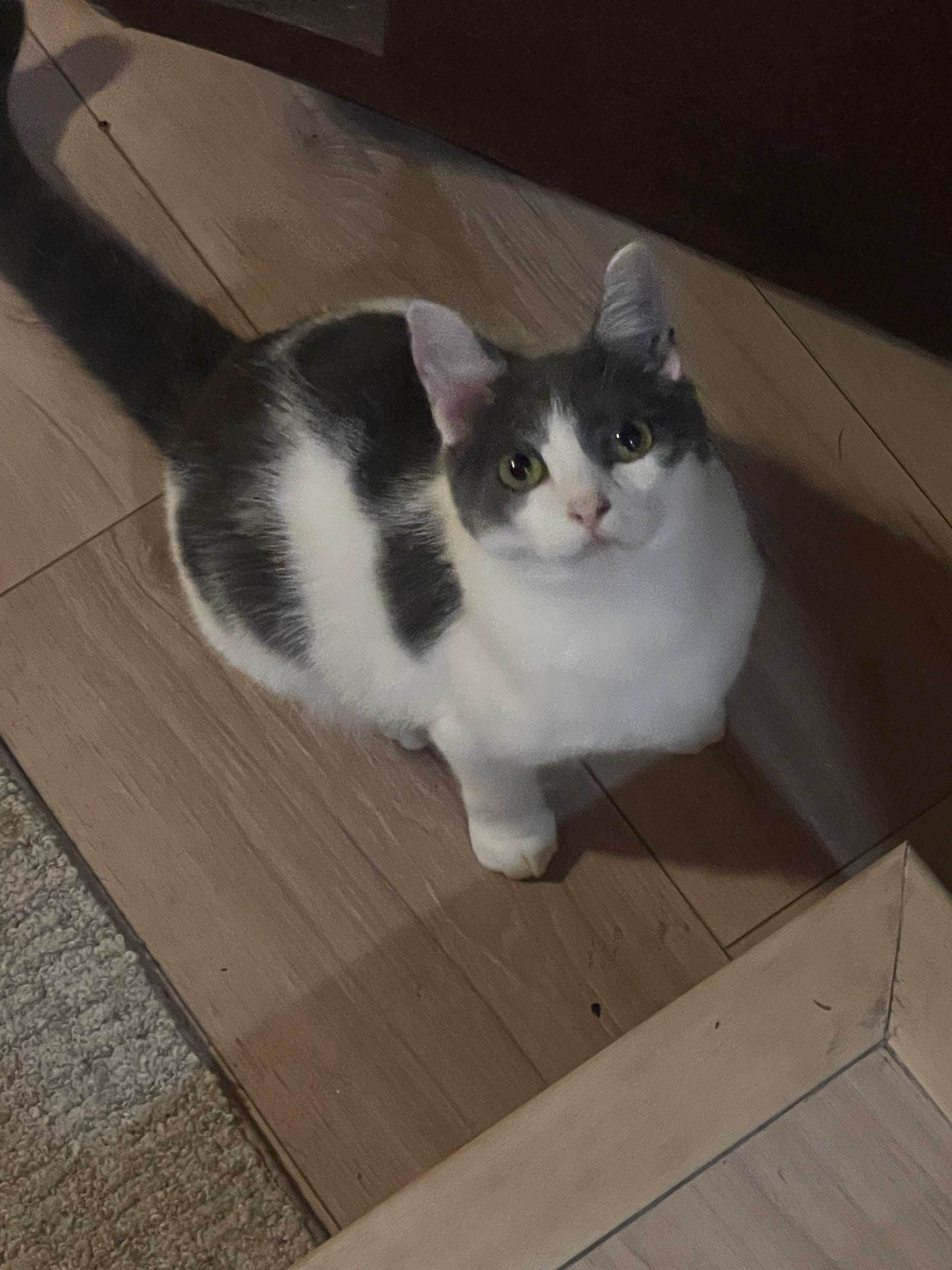 Wilma ( bonded with Bam bam ) , a Adoptable Domestic Short Hair in Tampa, FL image 2/6