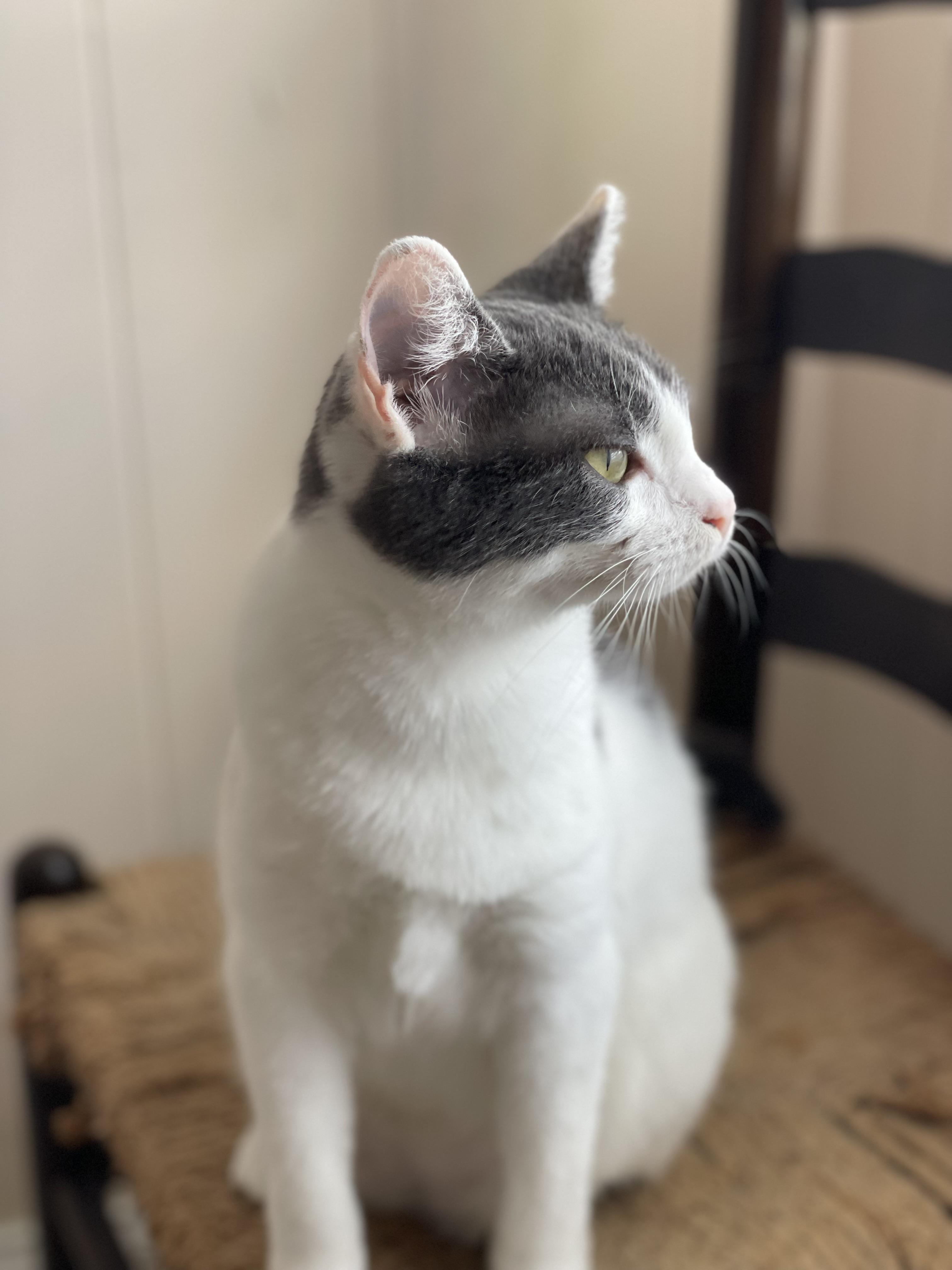 Wilma ( bonded with Bam bam ) , a Adoptable Domestic Short Hair in Tampa, FL image 1/6