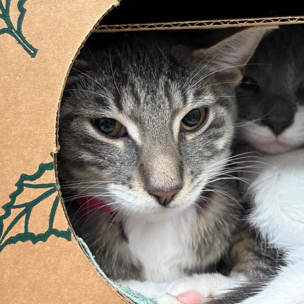 Bonnie, Adoptable, Young Female Domestic Short Hair.