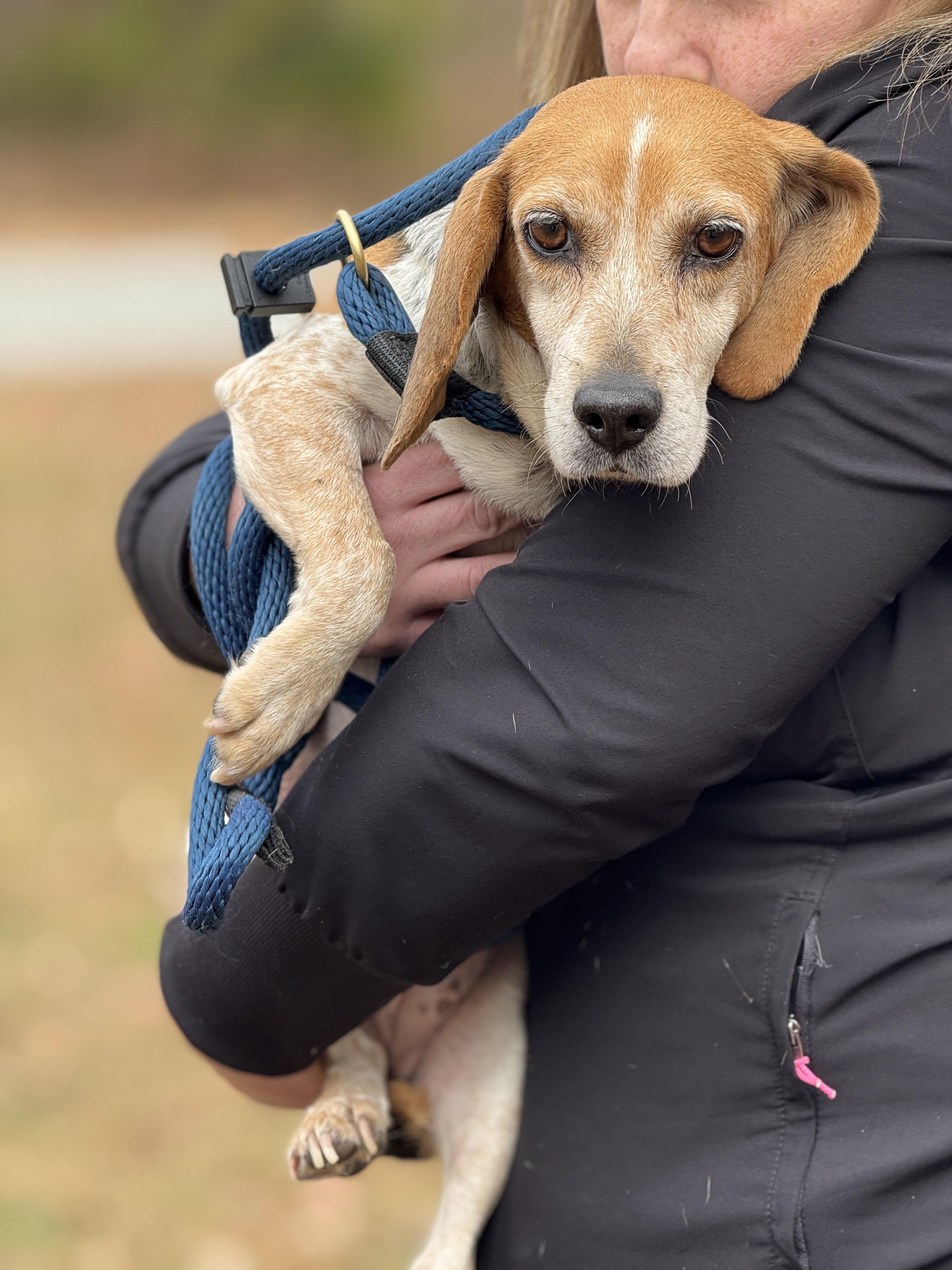 Georgia, a Adoptable Beagle in Richmond, VA image 6/6