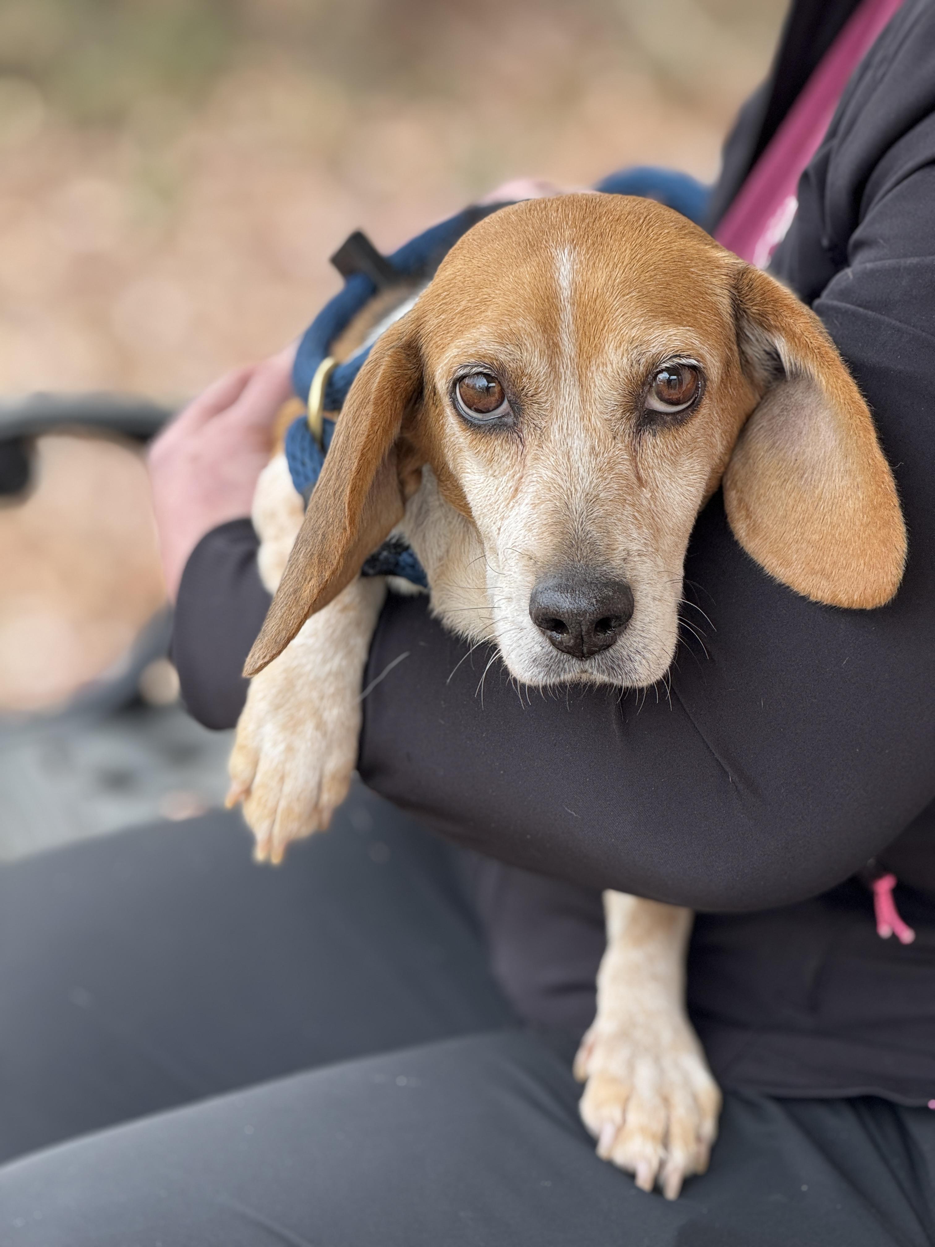 Georgia, Adoptable, Senior Female Beagle.