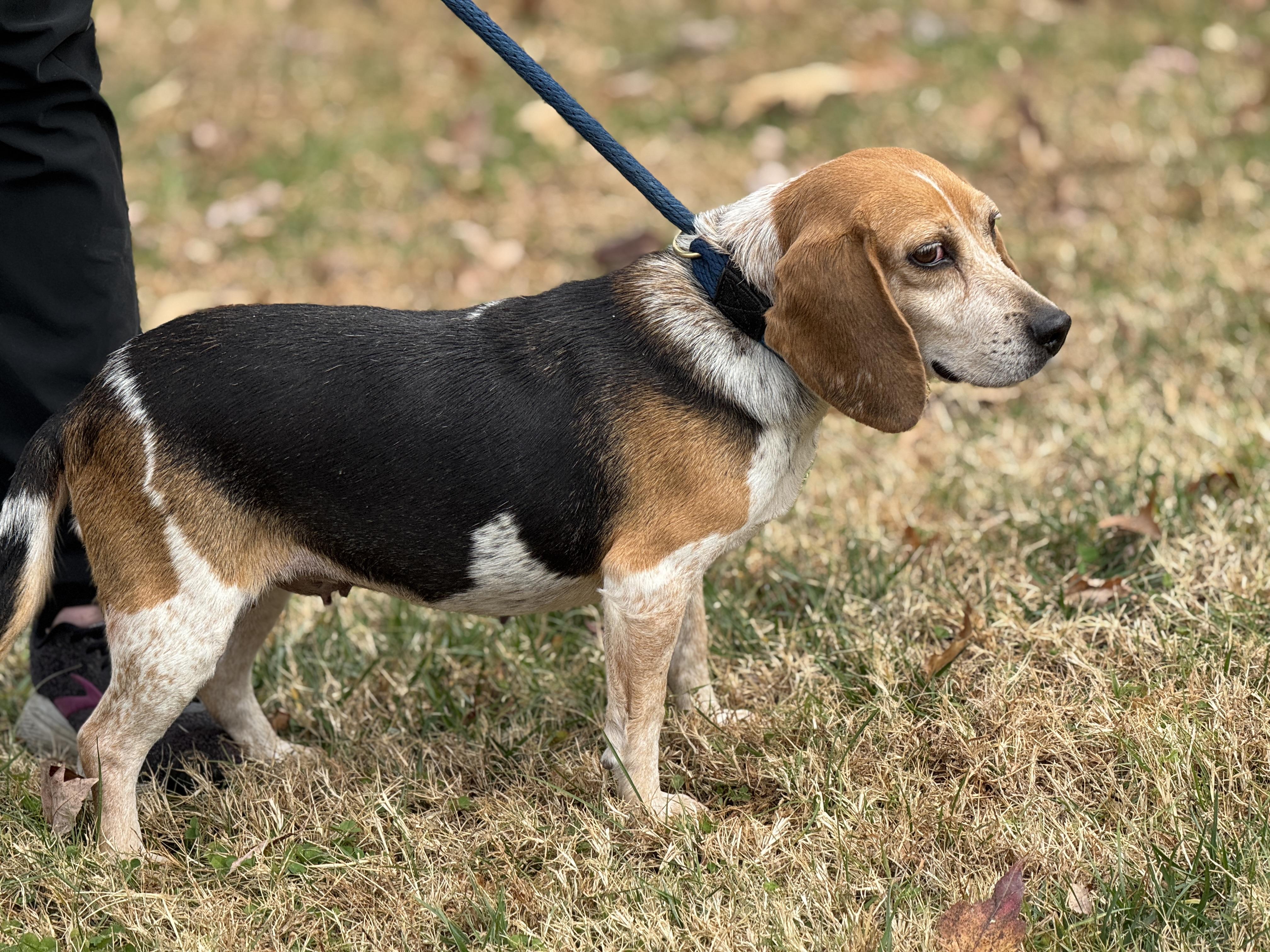 Georgia, a Adoptable Beagle in Richmond, VA image 4/6