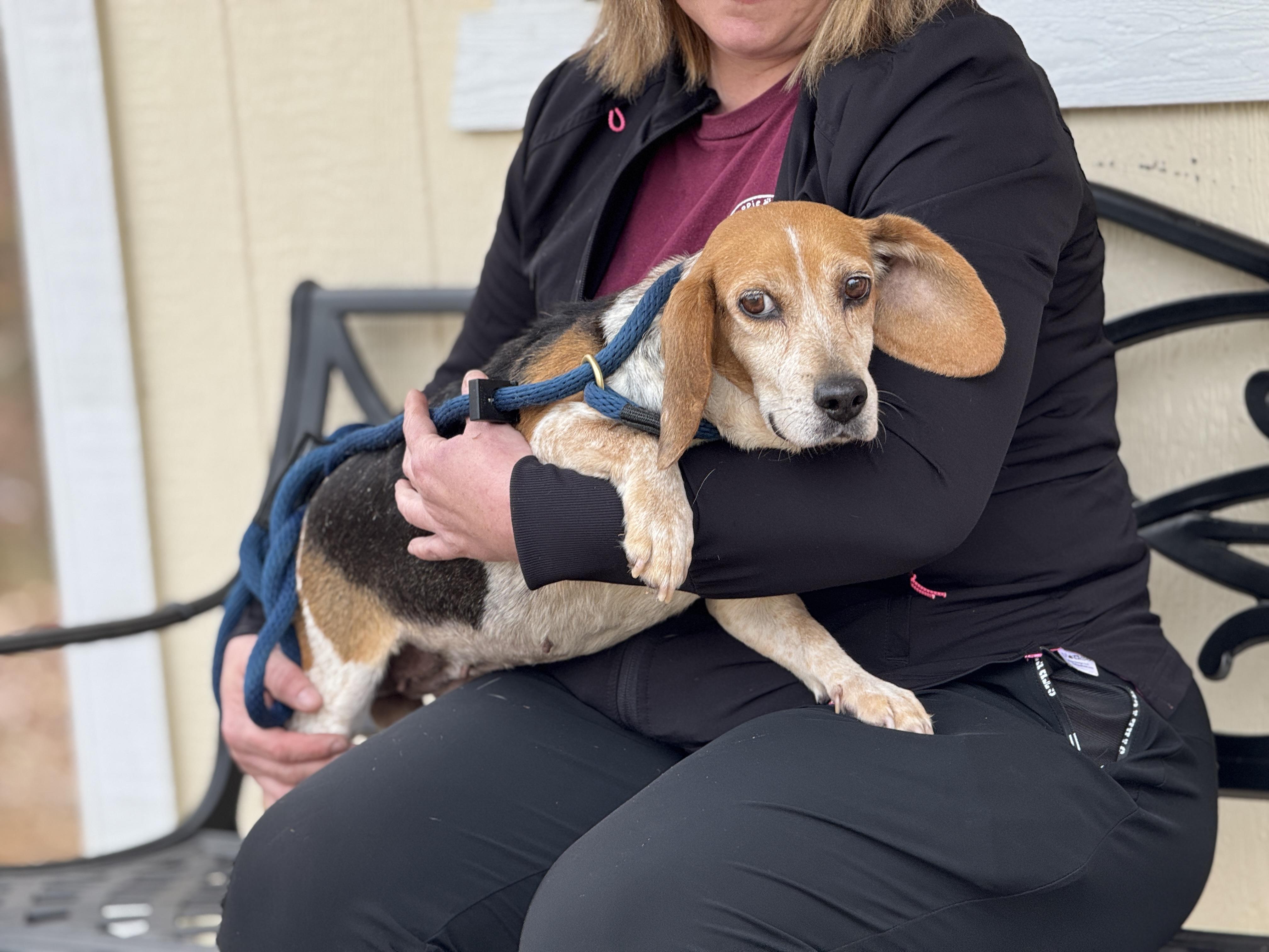Georgia, a Adoptable Beagle in Richmond, VA image 3/6