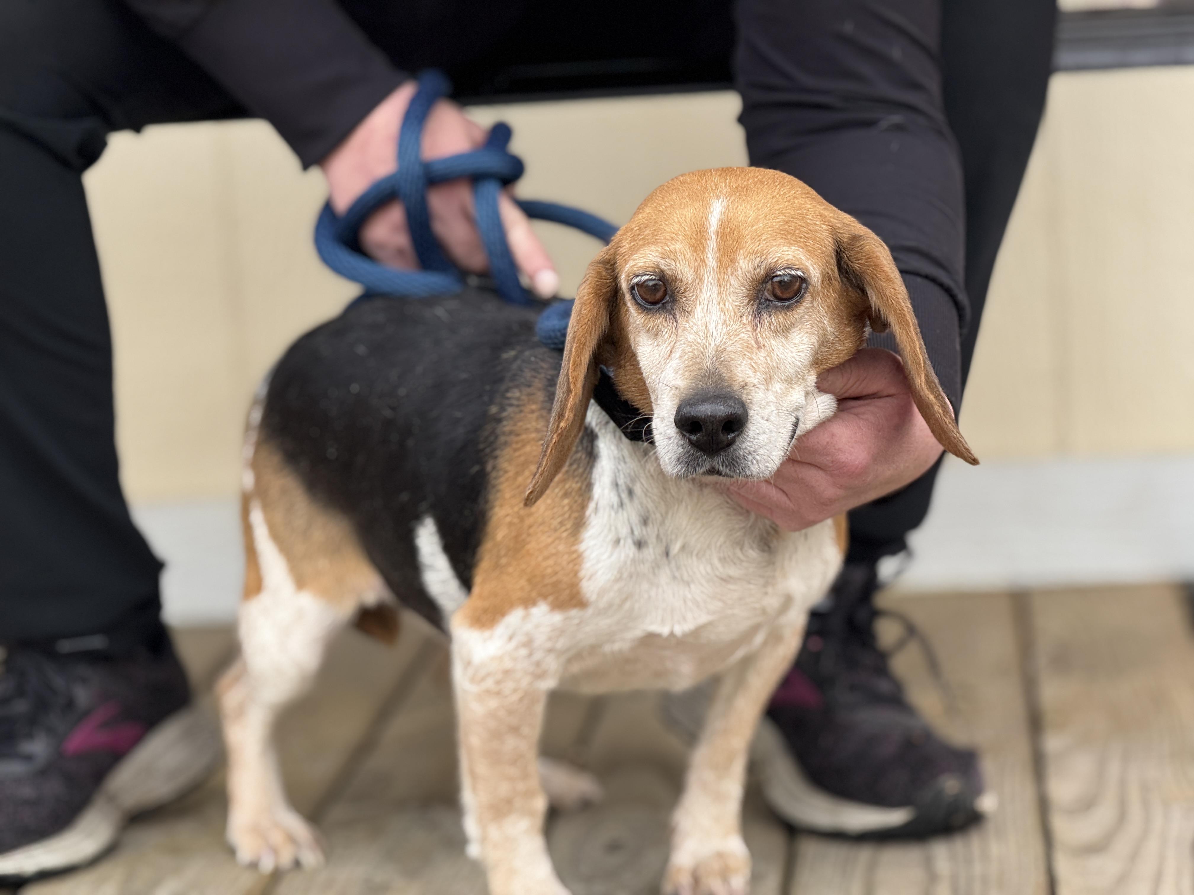 Georgia, a Adoptable Beagle in Richmond, VA image 2/6