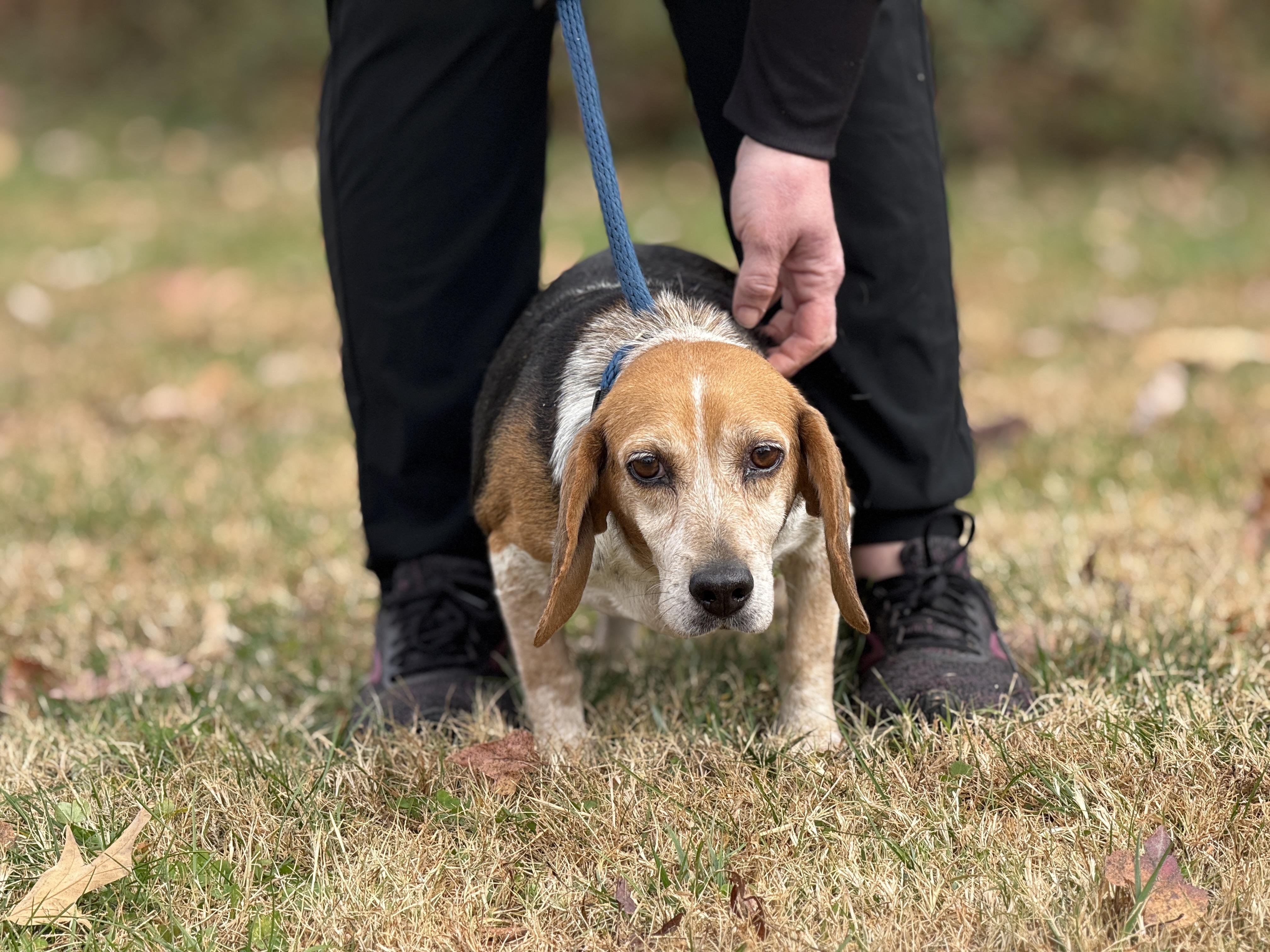 Georgia, a Adoptable Beagle in Richmond, VA image 5/6