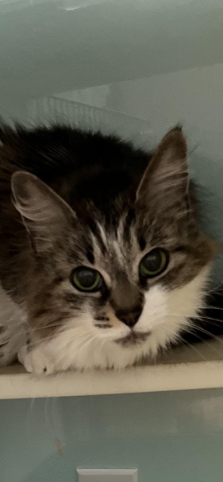 Enlarge Gizmo, a ADOPTABLE Tabby in Holland, MI image 1/1
