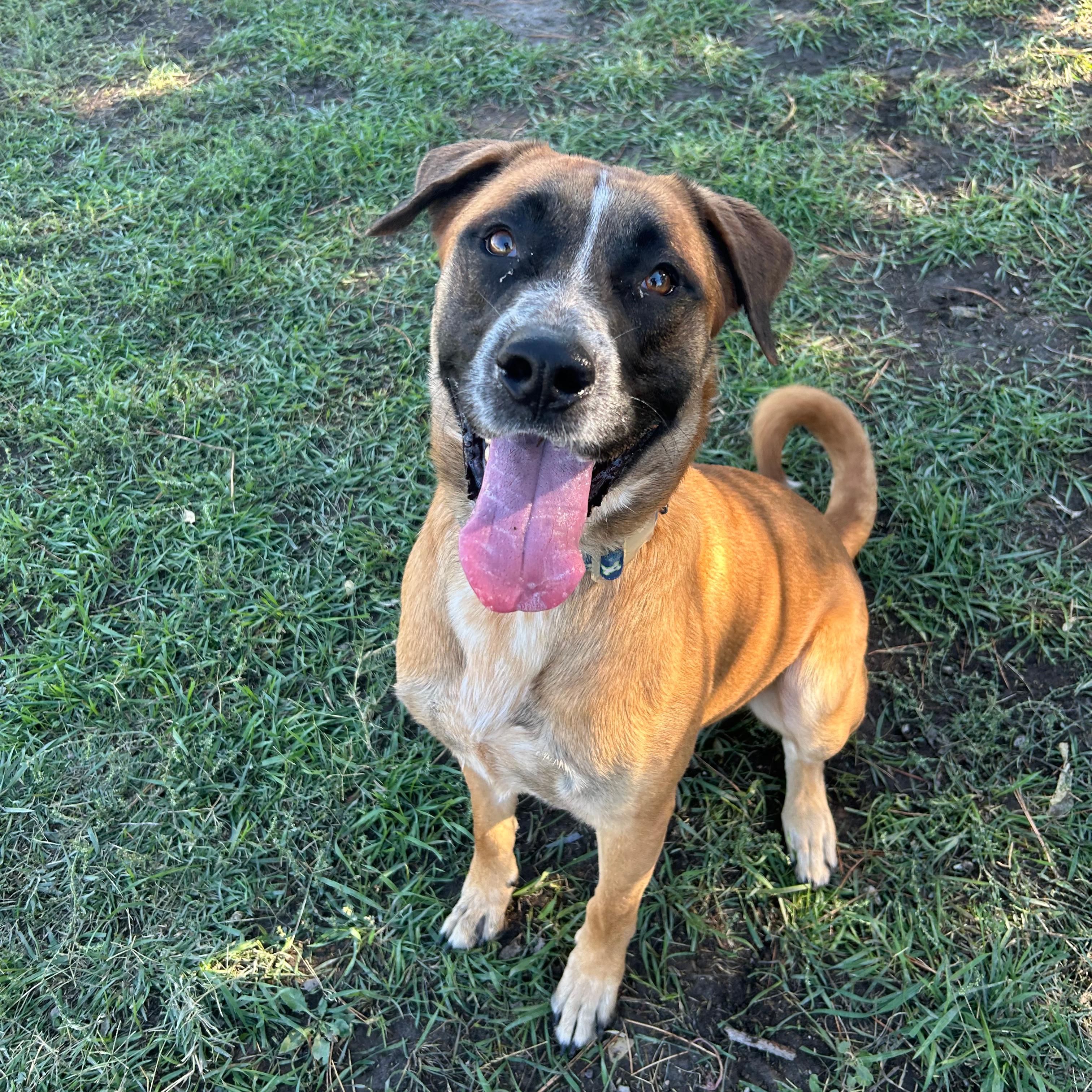 Tank, Adoptable, Young Male Mastiff.