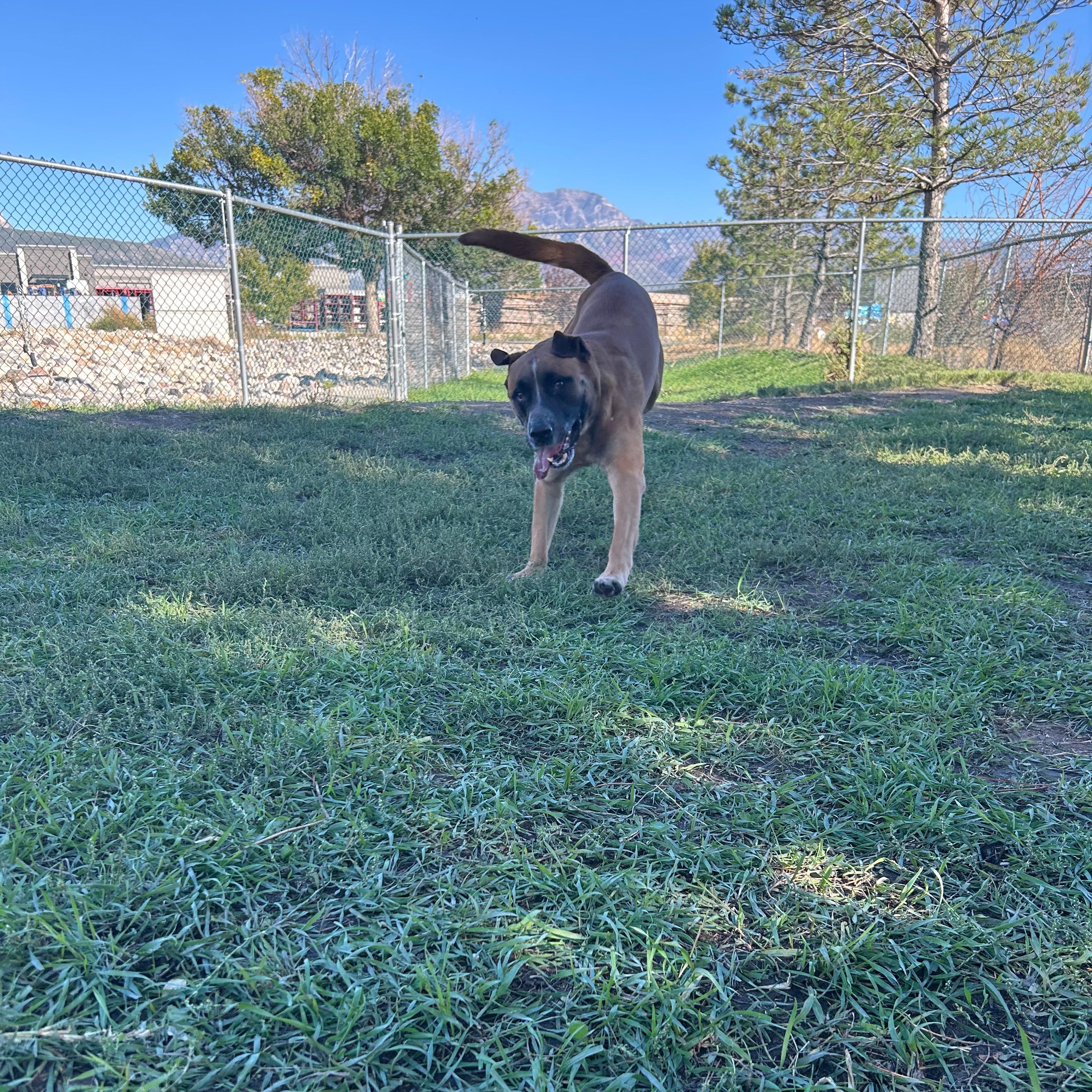 Enlarge Tank, a Adoptable mixed breed in Lindon, UT image 2/6