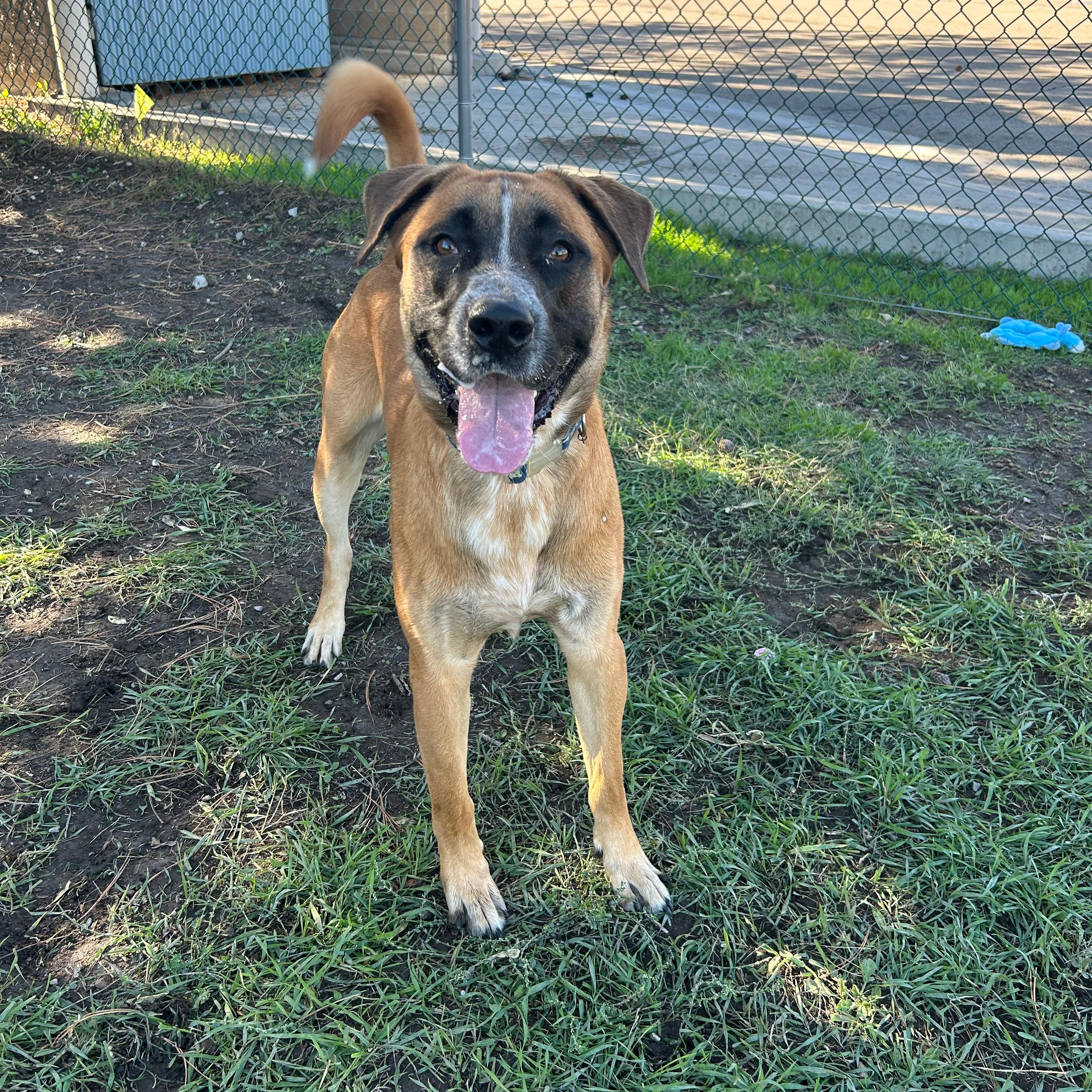 Enlarge Tank, a Adoptable mixed breed in Lindon, UT image 3/6