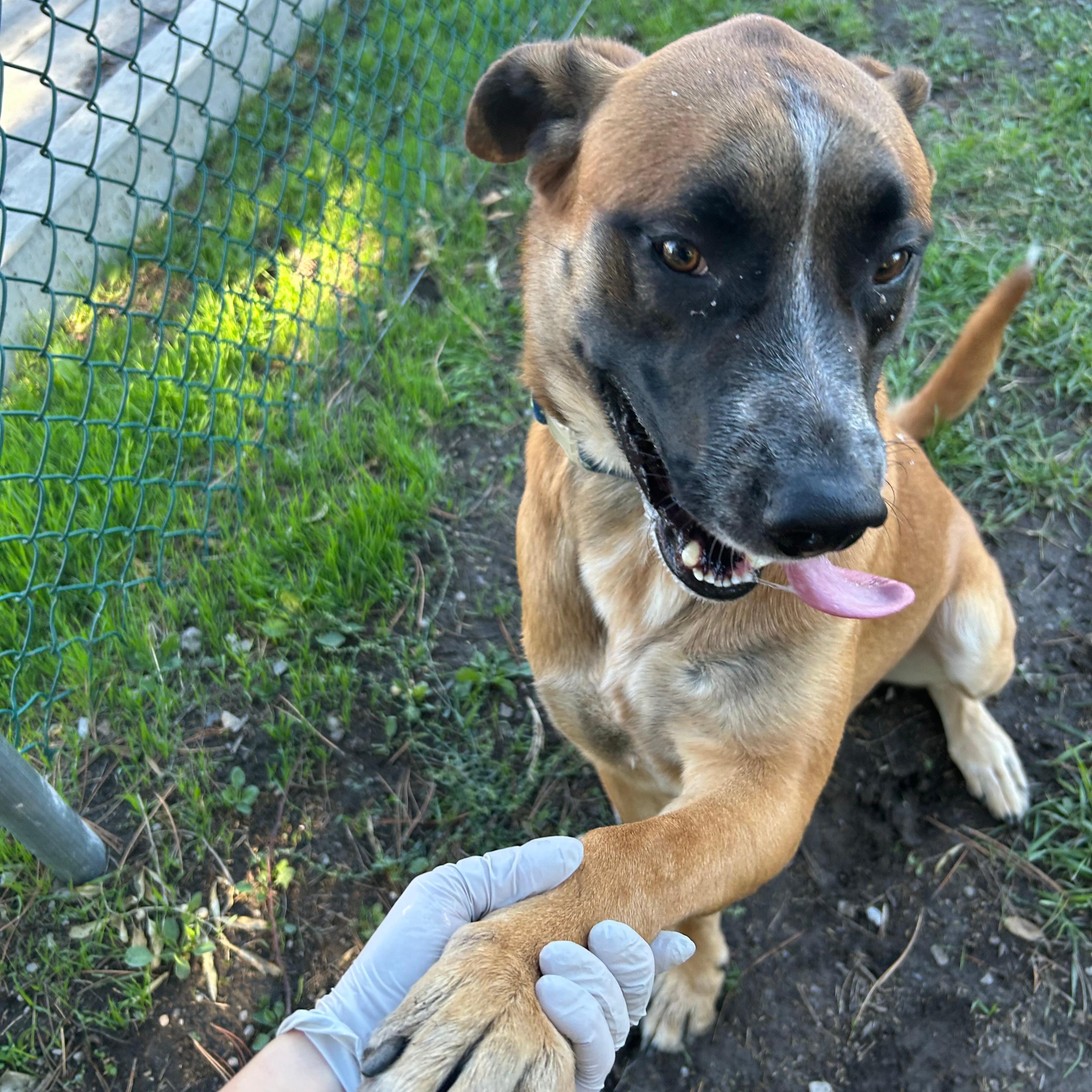 Enlarge Tank, a Adoptable mixed breed in Lindon, UT image 4/6