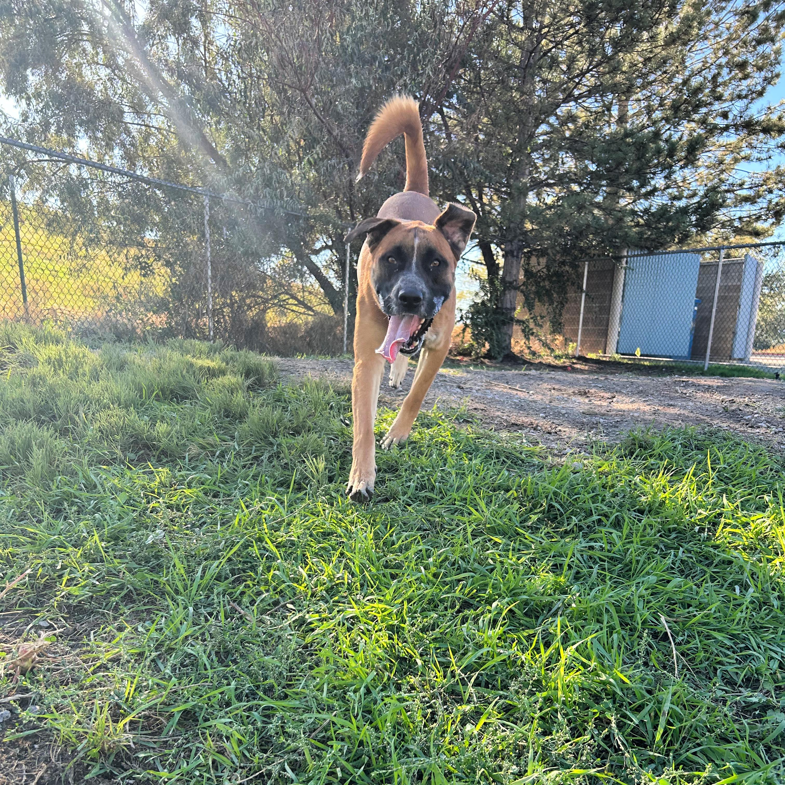 Enlarge Tank, a Adoptable mixed breed in Lindon, UT image 6/6