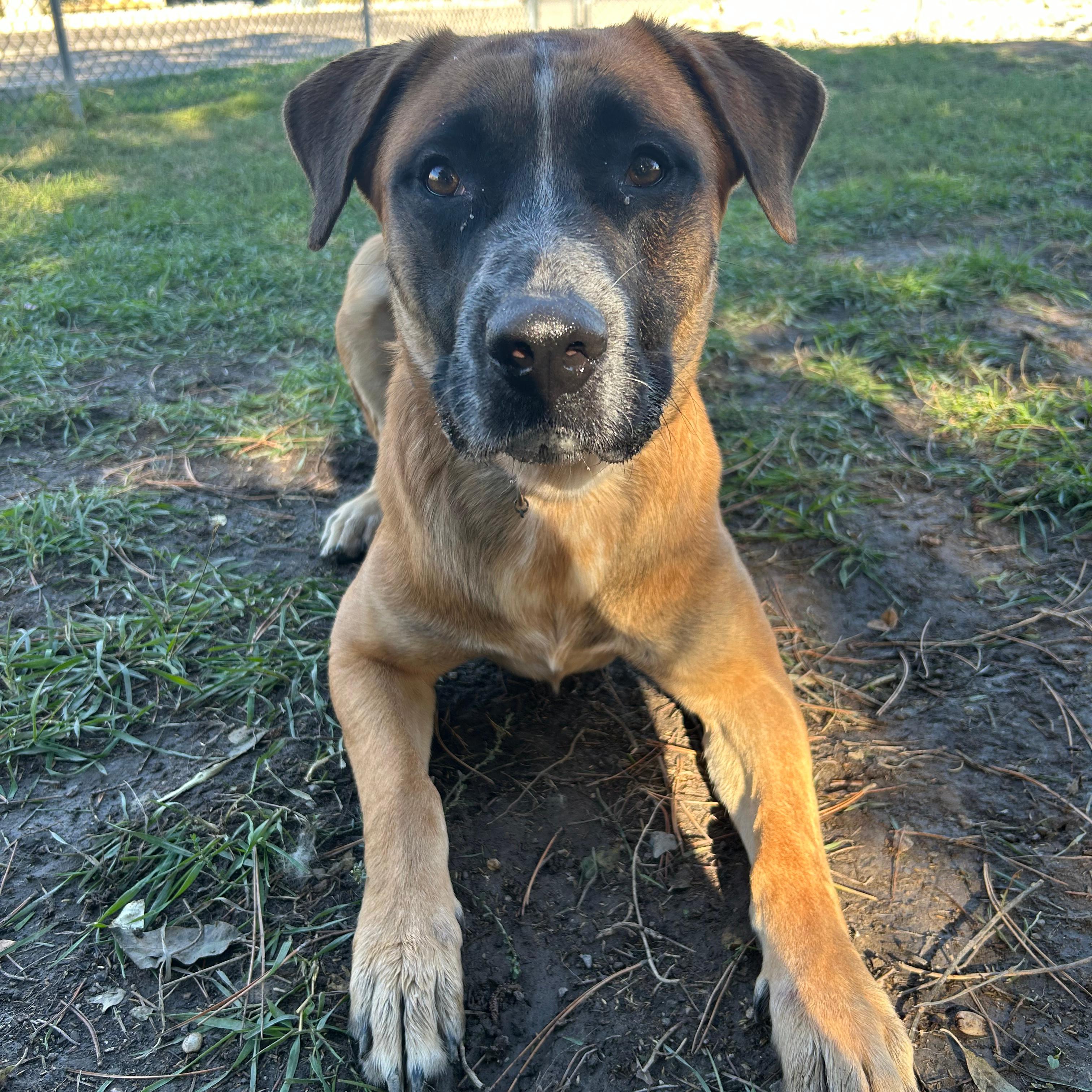 Enlarge Tank, a Adoptable mixed breed in Lindon, UT image 5/6
