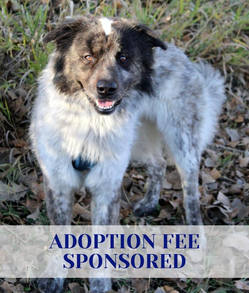George, Adoptable, Adult Male Australian Shepherd.