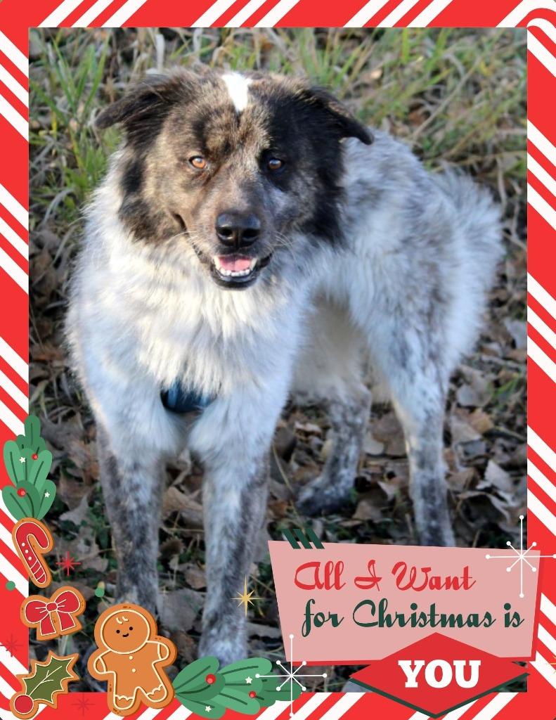Enlarge George, a Adoptable Australian Shepherd in Savage, MN image 2/4
