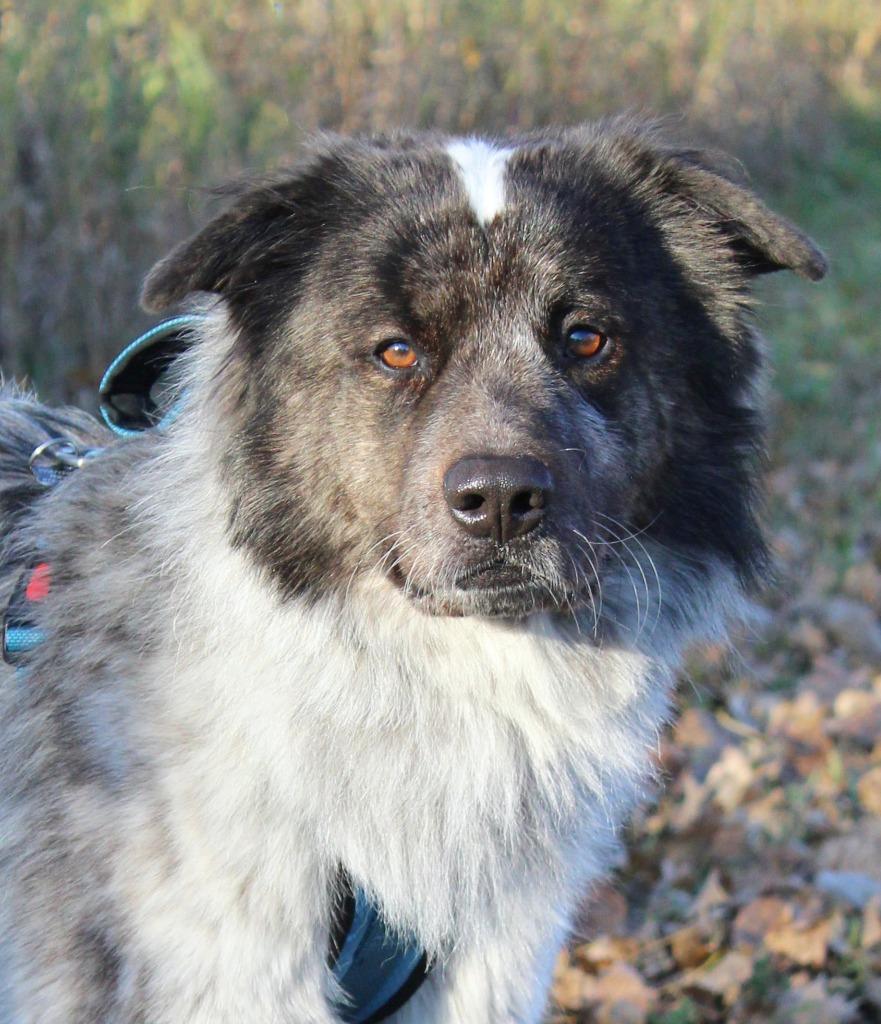 George, a Adoptable Australian Shepherd in Savage, MN image 3/5