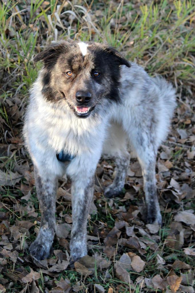 George, a Adoptable Australian Shepherd in Savage, MN image 5/5
