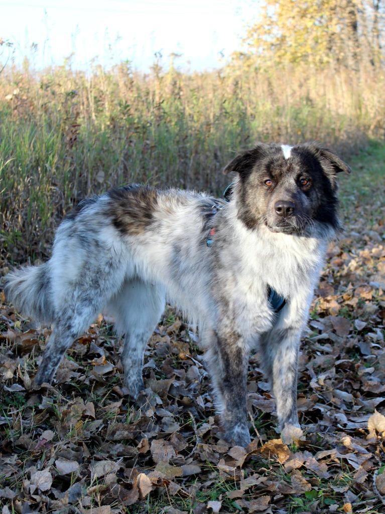 Enlarge George, a Adoptable Australian Shepherd in Savage, MN image 3/4