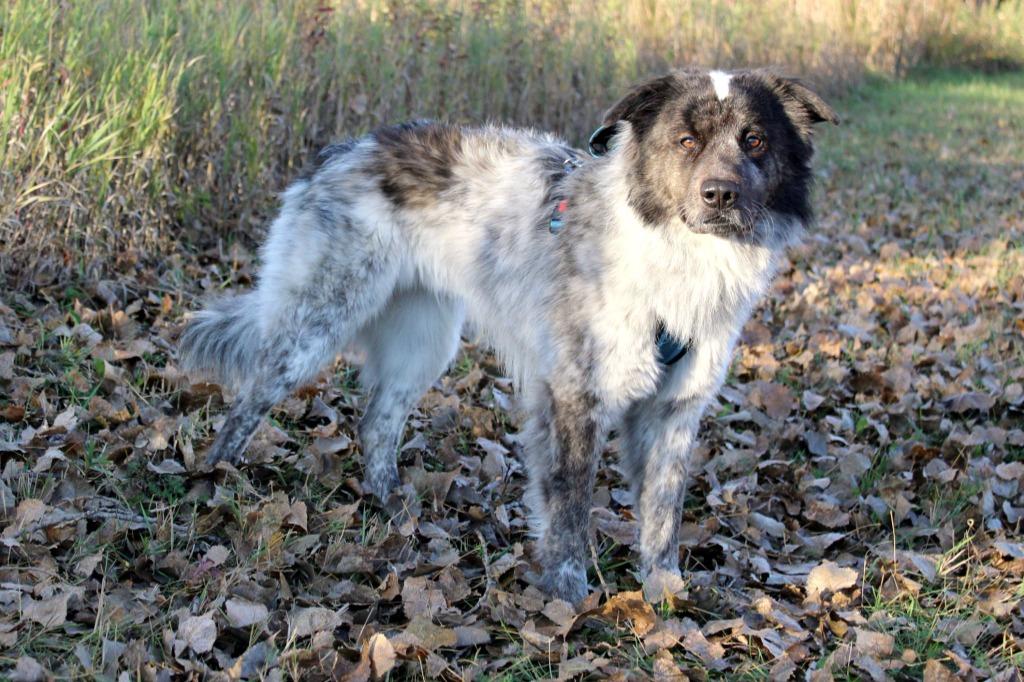 Enlarge George, a Adoptable Australian Shepherd in Savage, MN image 4/4