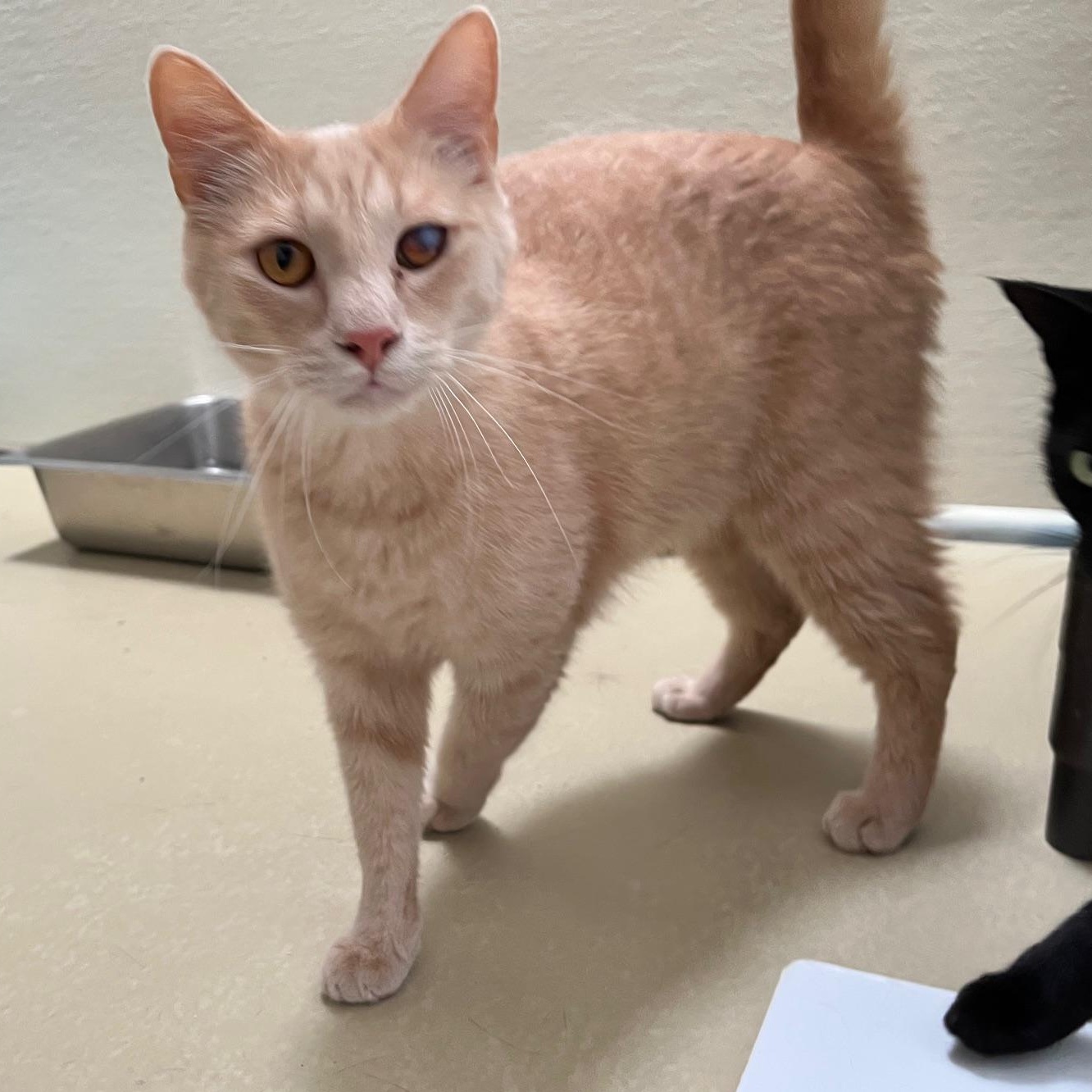 Enlarge Weaver, a Adoptable Tabby in Clarksville, VA image 4/6